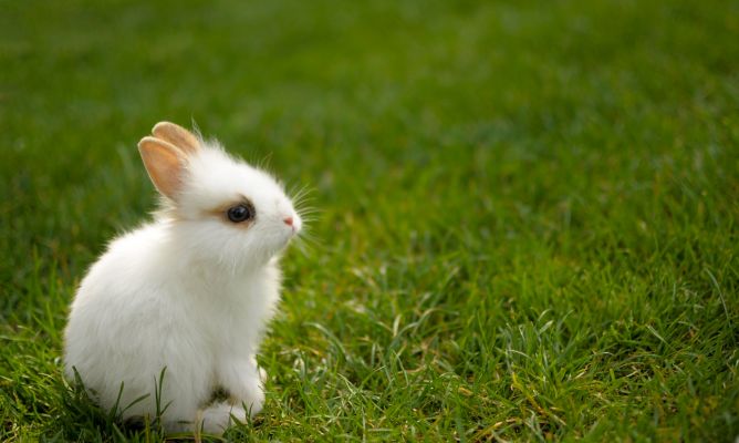 Cómo cuidar un conejo? Aquí encontrarás todo que necesitas saber